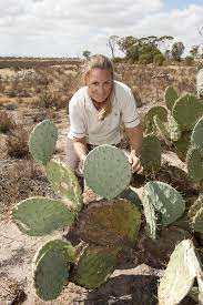 These act much like accordion folds, allowing the they grow in highly drained soil, so check regularly to see they never get soggy, and. Opuntioid Cacti Declared Pests Agriculture And Food