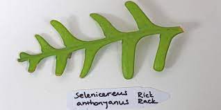 Same same, but different. (thai quote) leaf cacti are epiphytes from the jungle (and not from the dessert). Cactus And Succulents Forum Fishbone And Rick Rack Cactus Id Garden Org