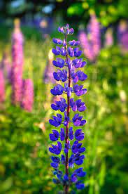 Leaves are hairless on top, woolly underneath, and smaller lower on the stem. Purple Lupine Flower Photograph By Joann Vitali