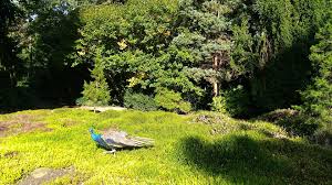 Spazieren Im Grunen Die Schonsten Garten In Und Um Koln Kolner Stadt Anzeiger