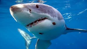 image: images?q=tbn:ANd9GcQlsq_w-_SVuwKnrHa9WBw3eJ-xMNi0lDv7xWxAzJcdqiHP5Yua