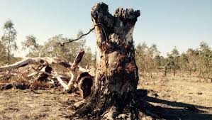 Check out amazing redgum artwork on deviantart. Many River Red Gums Are Hundreds Of Years Old The Courier Ballarat Vic