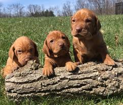 The hungarian vizsla is a beautiful, intelligent, bread crust colored all around gun dog intended as a family dog and a hunting companion for the weekend foot hunter. Ad 532249 Pets And Animals Cox Ohio Classifieds