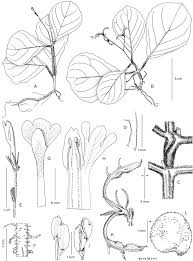 Image result for Pogonospermum subsessile