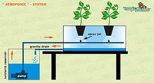 hydroponics wikipedia