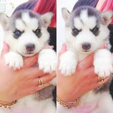 We did not find results for: Blue Eyed Husky Puppies Novocom Top