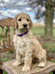 Irish doodle puppies for sale ohio. Irish Doodles Puppies For Sale Wooster Oh 343093
