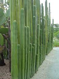 While i am reluctant to give my landscape cacti. Pachycereus Marginatus World Of Succulents