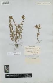 Image result for Hypericum lalandii