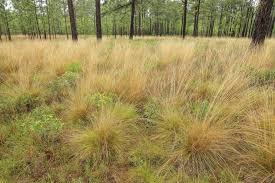 Image result for Aristida congesta