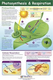 Pin By Angela Buzinski On Montessori Biology Lessons Teaching Biology Biology Classroom