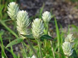 Image result for Gomphrena celosioides