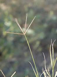 Pada awalnya rumput grintiang aialah tumbuhan pantai yang perkembangannya saat ini menyebar ke seluruh tempat hingga pesawahan. Bermuda Grass Cynodon Dactylon Feedipedia