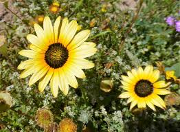 Image result for Arctotheca