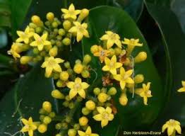 Image result for Psychotria capensis
