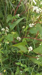 Image result for Fagopyrum snowdenii