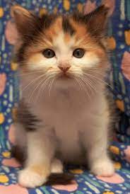 Available Kittens Beautiful Kittens Kittens Cute Baby Animals