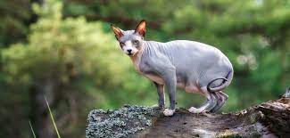 Allerdings wird sie nicht gerne zu lange alleine gelassen, selbst, wenn sie eine zweite katze als gesellschaft hat. Sphynx Katze Steckbrief Mein Haustier