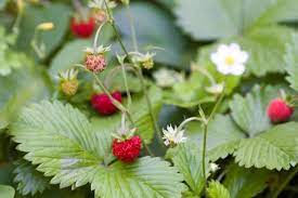 The stems are super thick and this thing is really growing like some kind of monkey grass wildness. Can You Eat Wild Strawberries And How To Identify Them The Practical Planter