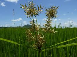 Image result for Pycreus