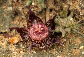 Image result for Duvalia polita