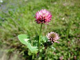 Image result for Trifolium isthmocarpum