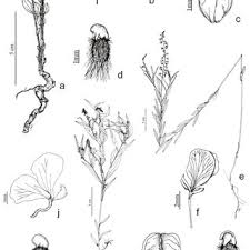 Image result for Polygala sadebeckiana