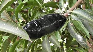 I just like to get some idea about air layering how successful it is with mangoes and what months are good for air layering, my brother has tried with ten tree but unsuccessful about the author air layering macquaire park 8th may 2019 8:32pm #userid: Air Layering Fruit Trees Best Method Make New Plants For Garden Mango Tree Youtube