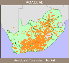 Image result for Aristida diffusa