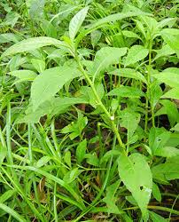 Image result for Struchium