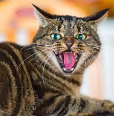 ‪What research says about cats: they're selfish, unfeeling, environmentally  harmful creatures | Vox‬‏