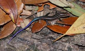 When it comes to north america, there is only one type of lizard that's poisonous, which is the gila monster. Species Profile Southeastern Five Lined Skink Eumeces Plestiodon Inexpectatus Srel Herpetology