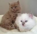 Ragdoll Cat Colors and Patterns - Ragdolls | Munchkins