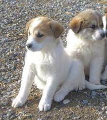 Miss Annabelle Great Pyrenees Blue Heeler Mix Australian Shepherd Dogs Animal Lover Great Pyrenees