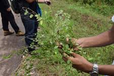 Image result for Pycnospora