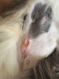 Spay Incision Infected Pictures Inside Thecatsite