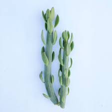 Image result for Senecio sp.no.1