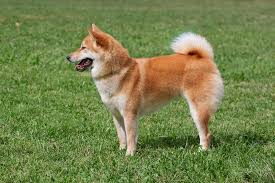 Shiba inu (shib) is a digital asset as known as cryptocurrency or a token. Shiba Inu Welpen Welpenknigge De