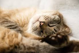 No one knows for sure when or how cats became very popular household pets. Cat Years To Human Years How Old Is My Cat The Dog People By Rover Com