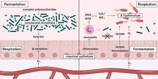 Salmonella enterica serovar typhi (s. Plos Pathogens Salmonella Finds A Way Metabolic Versatility Of Salmonella Enterica Serovar Typhimurium In Diverse Host Environments