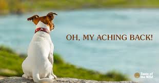 What To Do About Slipped Disks In Dogs Taste Of The Wild
