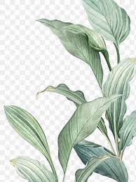 Hand Drawn Tropical Leaves Png Transparent Background Premium Image By Rawpixel Com Manota Tropical Leaves Illustration Leaf Illustration How To Draw Hands