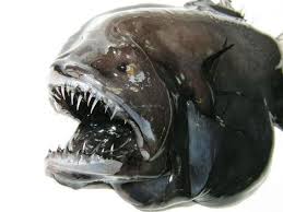 See more of fish football on facebook. Strange New Fish Discovered Near Greenland
