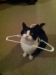 Tingkah Ceroboh Kucing Ini Bikin Pemiliknya Enggak Bisa Marah Malah Makin Sayang Di 2020 Kucing Anak Kucing Meme Kucing