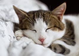 June 4th is hug your cat day. National Hug Your Cat Day
