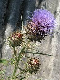 Image result for Cynara cardunculus