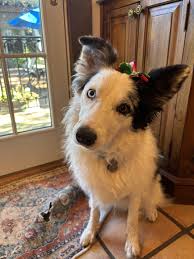 Whos your favorite side character from Bluey? : rbluey