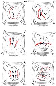We did not find results for: Types Of Cell Division