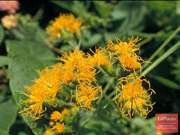 Image result for Gynura scandens