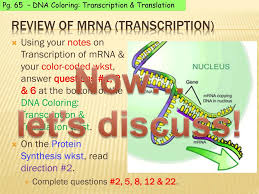 The worksheets are offered in developmentally appropriate. Ppt Pick Up Protein Synthesis Notepage Dna Coloring Transcription Translation Powerpoint Presentation Id 5686190